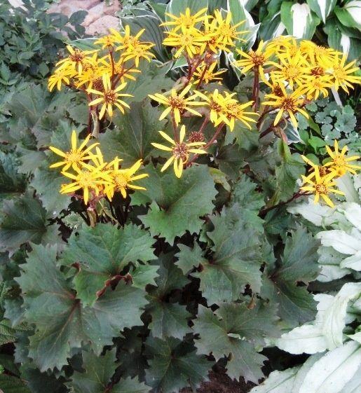 LIGULARIA ‘Osiris Café noir’