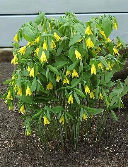 UVULARIA grandiflora