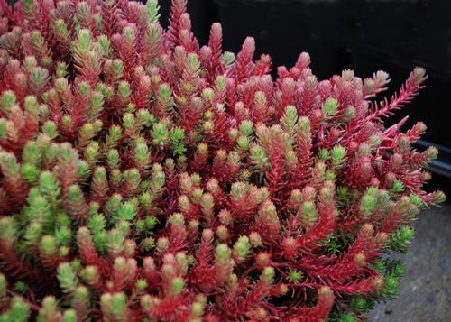 SEDUM ‘Red Wiggle’