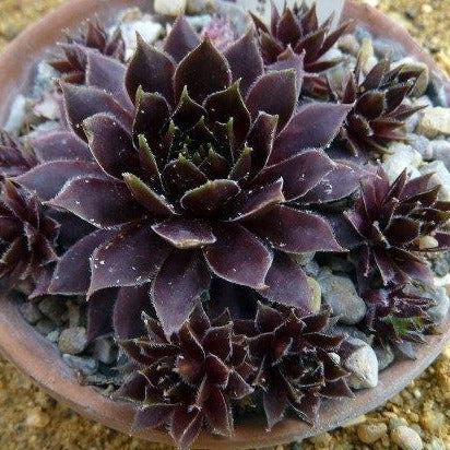 SEMPERVIVUM ‘Black’