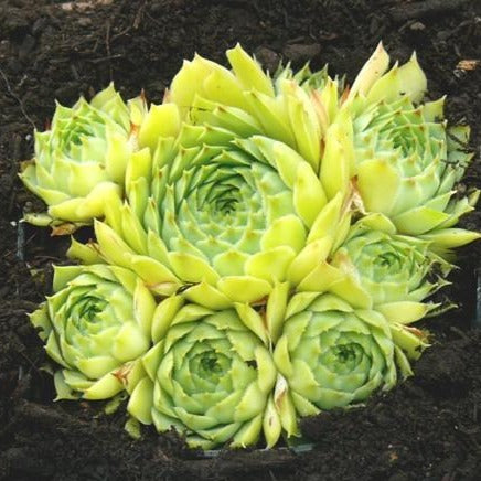 SEMPERVIVUM calcareum ‘Limelight’