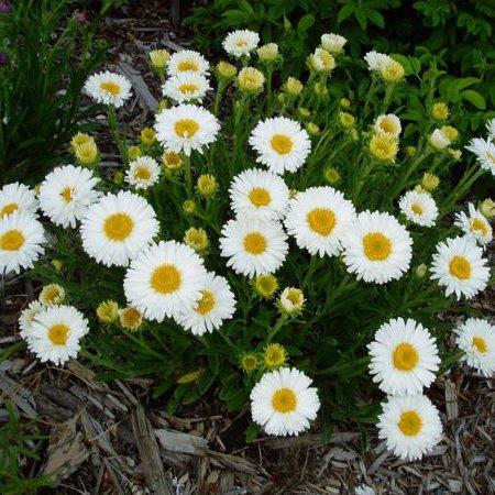 ASTER alpinus ‘albus’