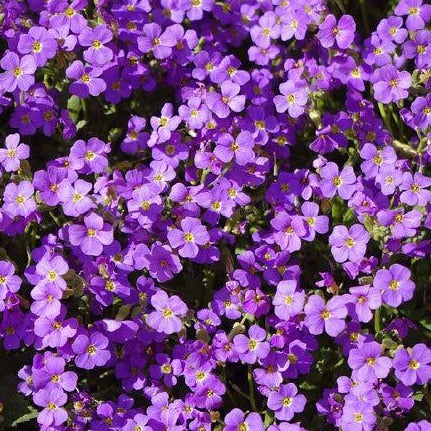 AUBRIETA ‘Hendersonii’