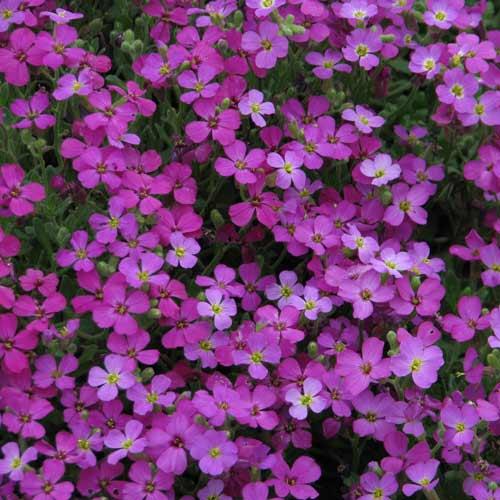 AUBRIETA ‘Leichtlinii’