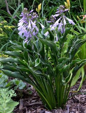 HOSTA ‘Praying Hands’