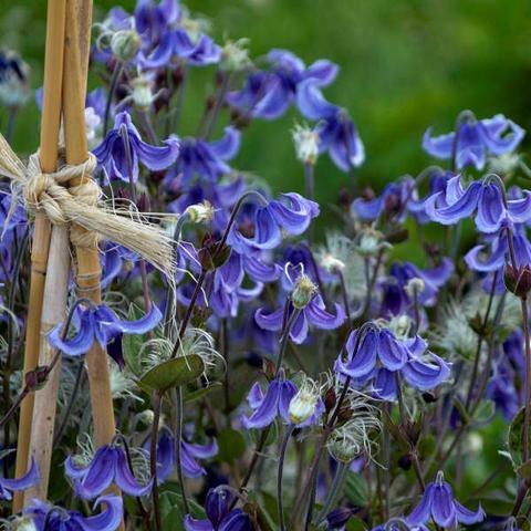 CLEMATIS ‘Stand by me’