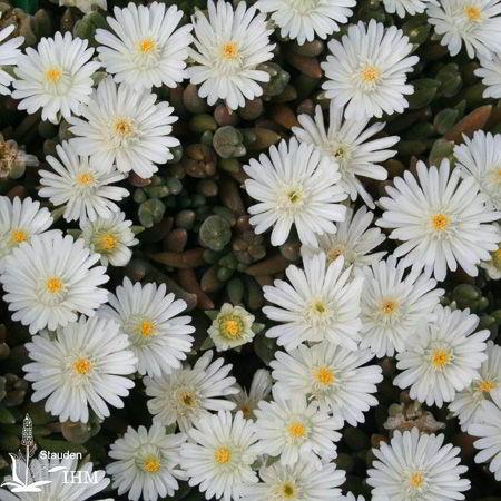 DELOSPERMA ‘Moonstone’