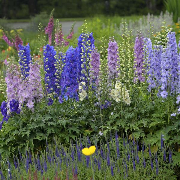 DELPHINIUM elatum ‘Dwarf Stars’