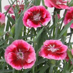 DIANTHUS ‘Everlast Rhaspberry Cream’