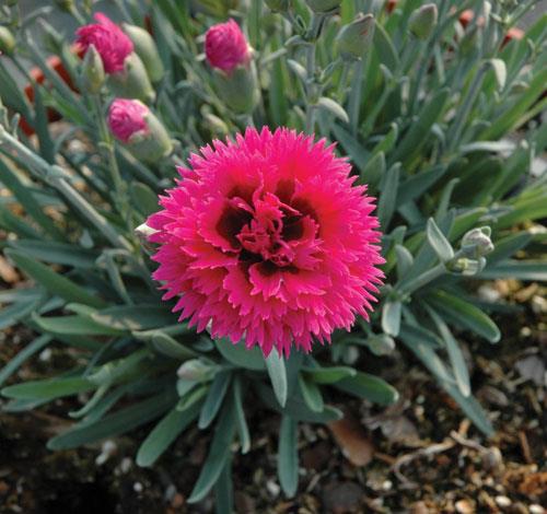 DIANTHUS ‘Starlette’