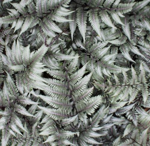 Athyrium niponicum ‘Godzilla’