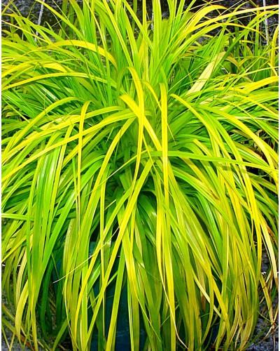 CAREX oshimensis ‘Everillo’