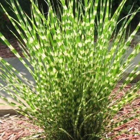 MISCANTHUS sinensis ‘Little Zebra’