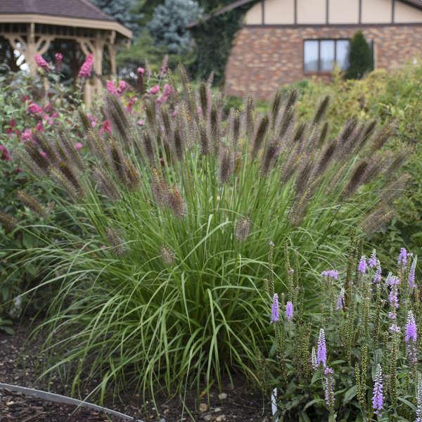 PENNISETUM alopecuroides ‘Puppy Love’