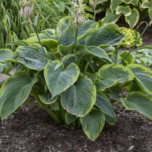 HOSTA ‘Wu-La-La’