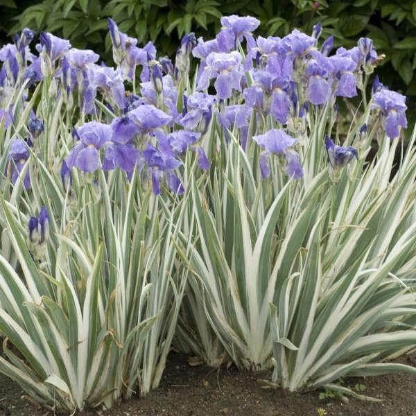 IRIS pallida ‘Argentea Variegata’