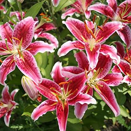 LILIUM oriental ‘Stargazer’