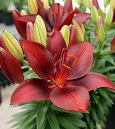 LILIUM asiatique ‘Tiny Comfort’