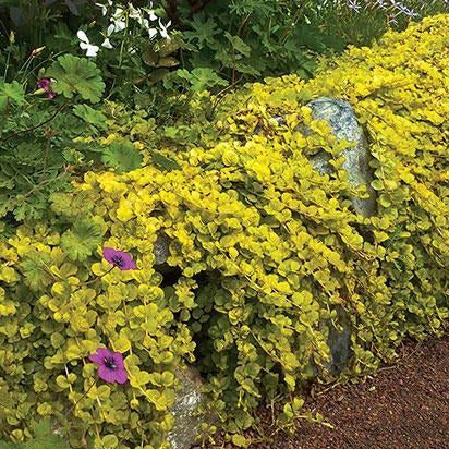 LYSIMACHIA nummularia aurea