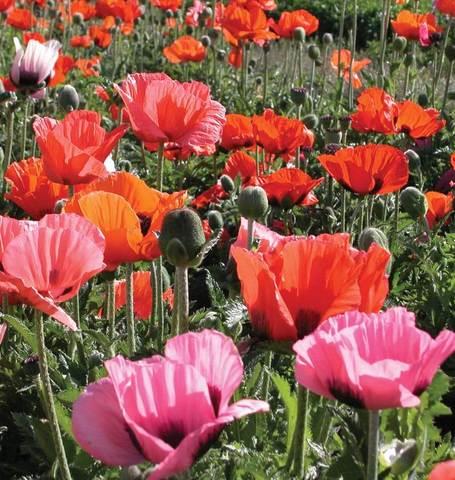 PAPAVER orientalis ‘Pizzicato’