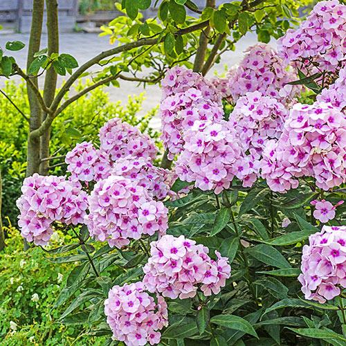 PHLOX paniculata ‘Bright Eyes’