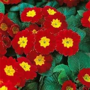 PRIMULA eliator ‘Crescendo Bright Red’