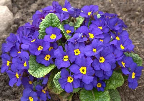 PRIMULA eliator ‘Crescendo Blue Shade’