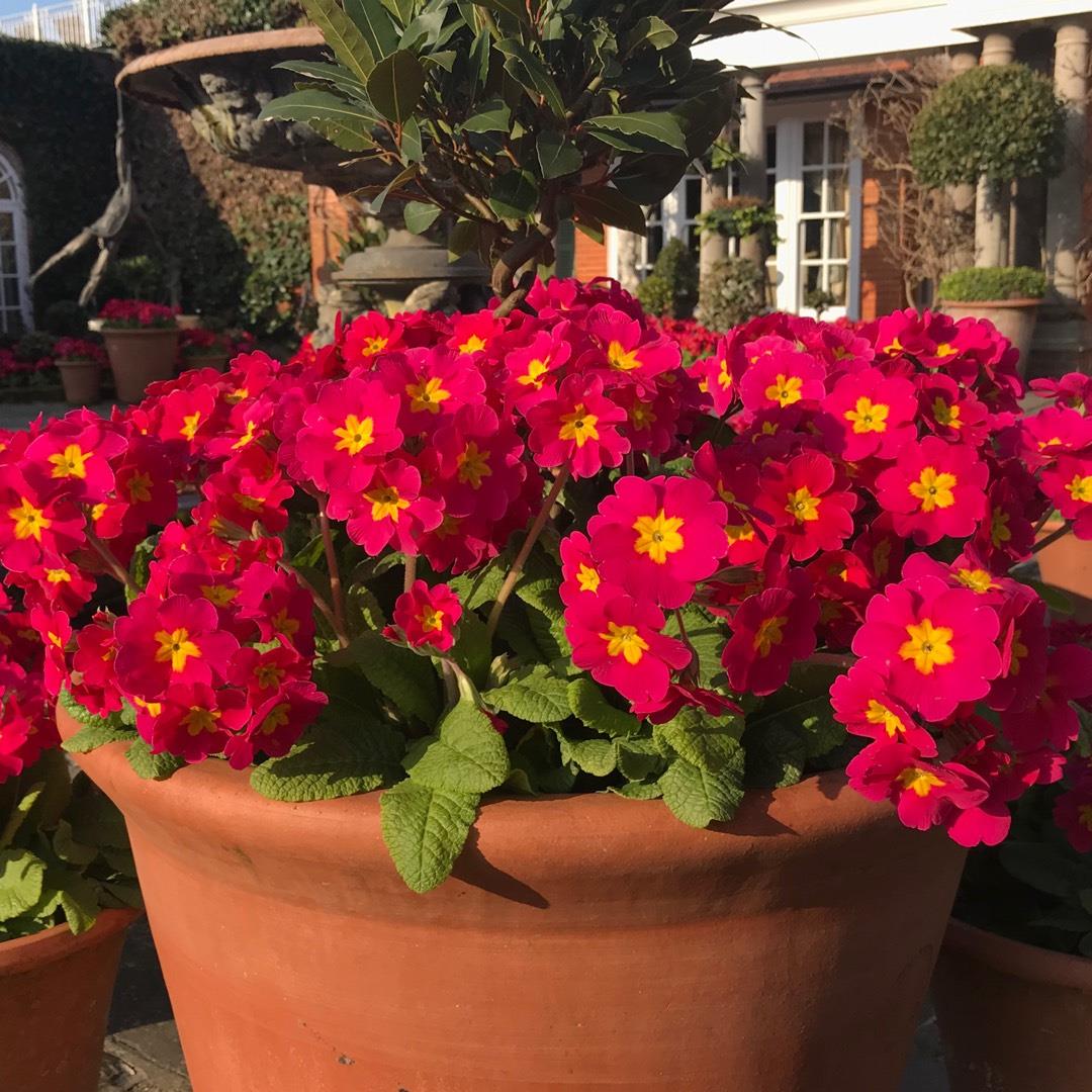 PRIMULA eliator ‘Crescendo Pink Shade’