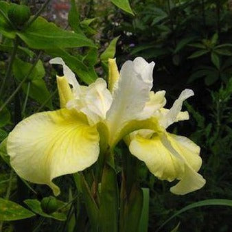 IRIS sibirica ‘Butter and Sugar’