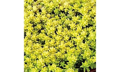 SEDUM acre ‘aurea’