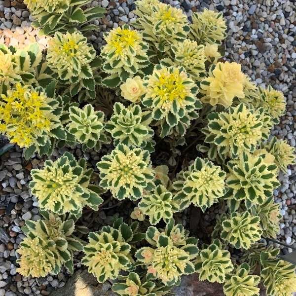 SEDUM takesimense ‘Atlantis’