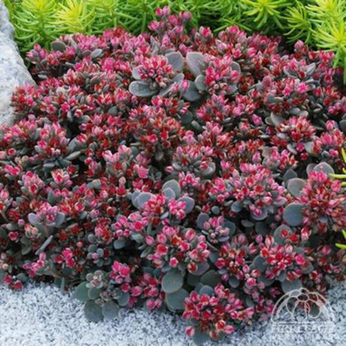 SEDUM sunsparkler ‘Blue Elf’