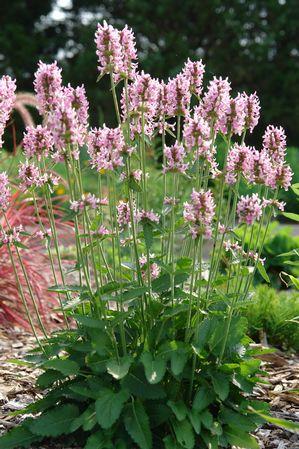 STACHYS ‘Pink Cotton Candy’