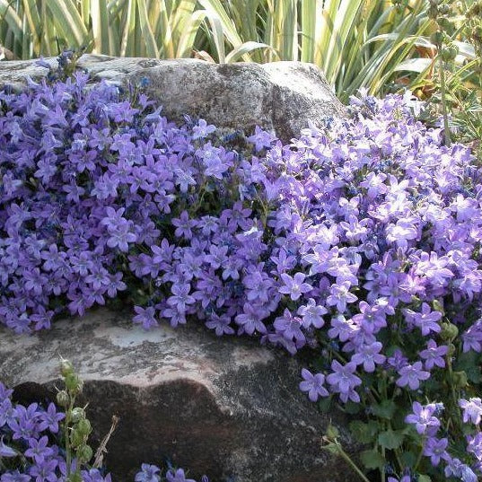 CAMPANULA portenschlagiana ‘muralis’