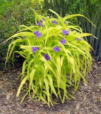 TRADESCANTIA andersoniana ‘Blue and Gold’