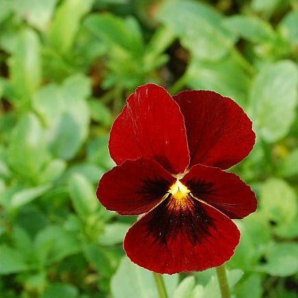 VIOLA cornuta ‘Rubin’