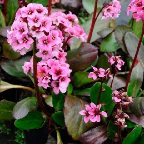 BERGENIA cordifolia ‘Dragonfly Sakura’