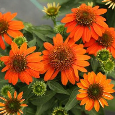 ECHINACEA Sombrero ‘Adobe Orange’