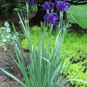 IRIS ensata ou kaempferi ‘Variegata’