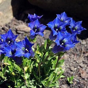 GENTIANA septemfida ‘Bella Alpina’