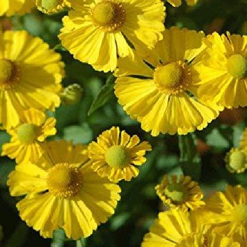 HELENIUM autumnale ‘Helena Gold’