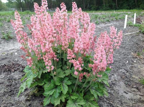 HEUCHERELLA ‘Pink Revolution’