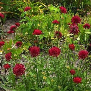 KNAUTIA macedonica ‘Mars Midget’