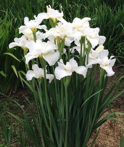 IRIS sibirica ‘Swans in flight’