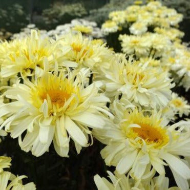 LEUCANTHEMUM superbum ‘Real Charmer’