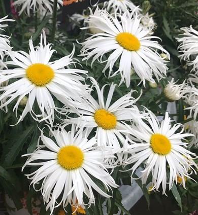 LEUCANTHEMUM ou Chrysanthemum ‘Sweet Daisy Cher’