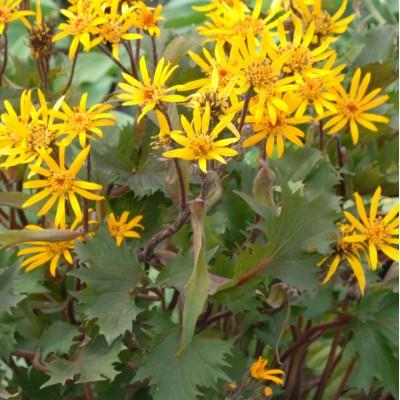 LIGULARIA ‘Osiris Fantaisie’