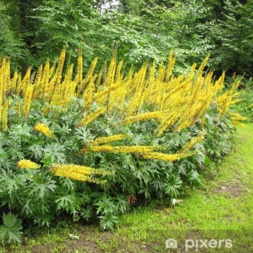 LIGULARIA przewalskii