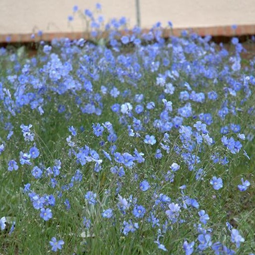 LINUM perenne ‘Blue Sapphire’