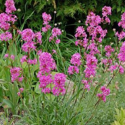 LYCHNIS viscaria ‘Splendens’